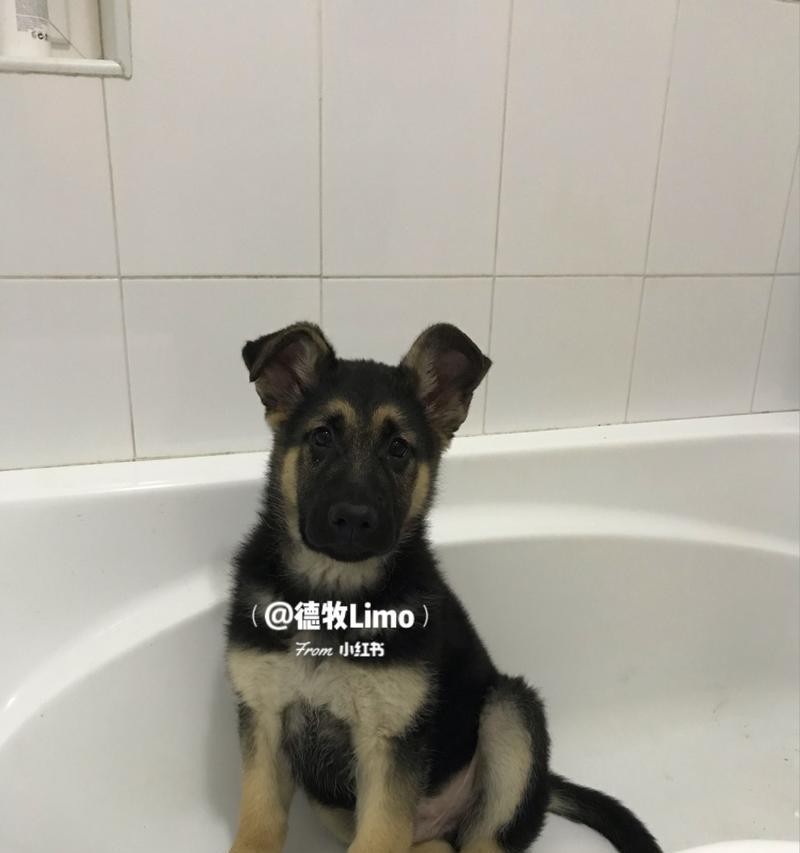 如何挑选健康的德牧幼犬（挑选德牧幼犬的关键要点及识别健康状况）