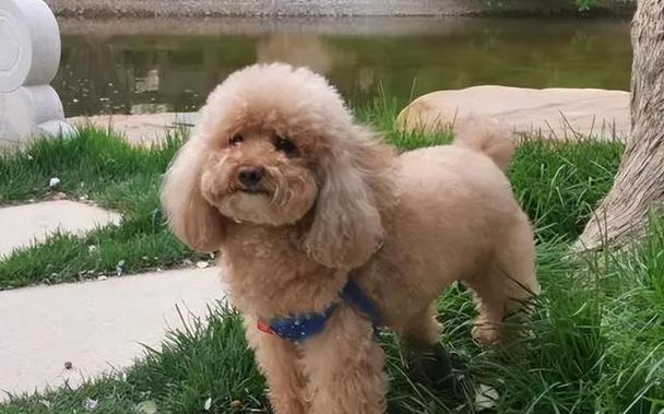 泰迪犬身上白毛的原因解析（探究导致泰迪犬出现白毛的多种因素）