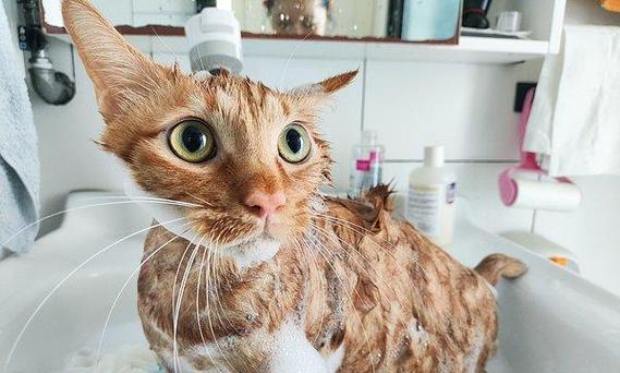 揭秘猫咪讨厌洗澡的原因及正确洗澡方法（探寻猫咪心理，让洗澡变得更轻松）
