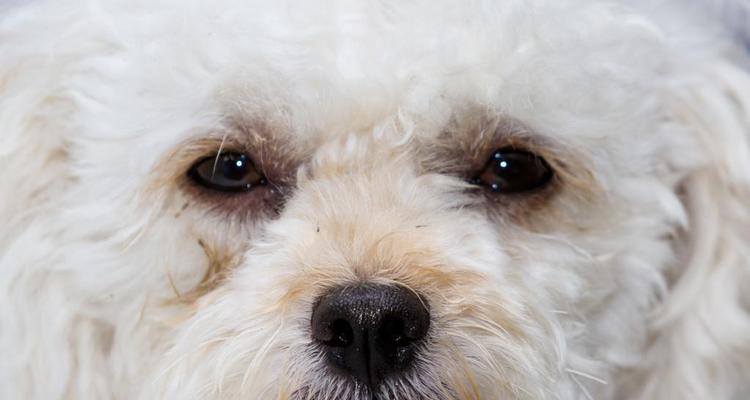 了解纯种贵宾犬的特征与魅力（了解贵宾犬的独特品种及其优点）