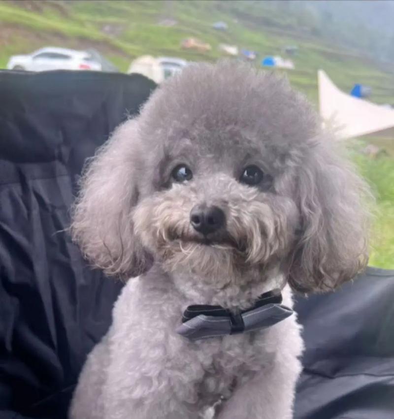 泰迪犬的纯种性及判断方法（通过5个简单的判断点，轻松判断泰迪犬是否为纯种）
