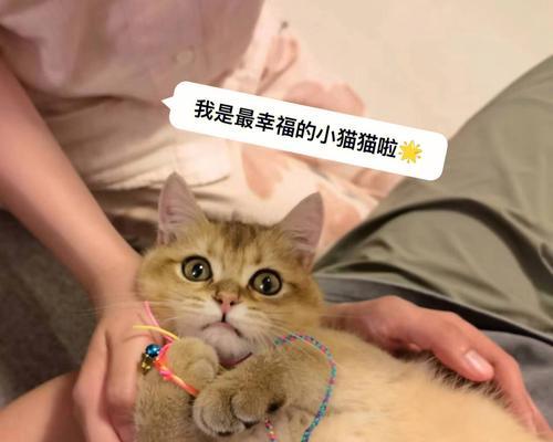 猫咪乐园（给喵星人定制玩具，享受无尽乐趣）