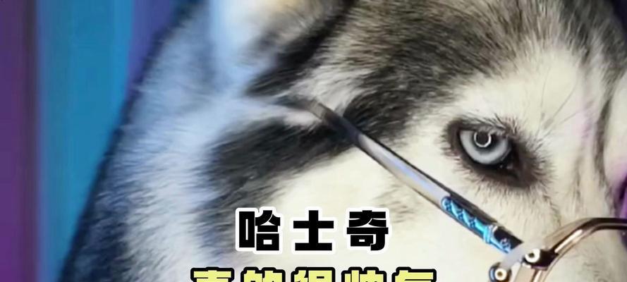 哈士奇的性格特点与二哈之谜（探索哈士奇的性格特点，解开二哈之名的来源之谜）