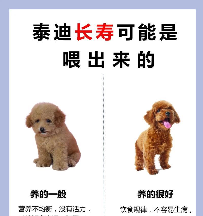泰迪犬禁食清单（除葡萄外，其他食物也要警惕，泰迪犬更需小心饮食。）