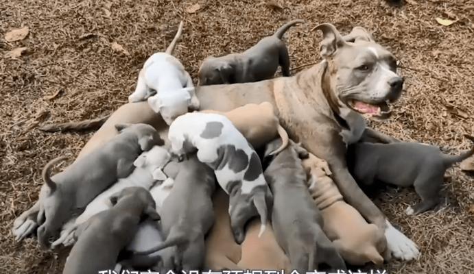 以德牧怀孕后喂什么好（德国牧羊犬怀孕后的饮食指南）