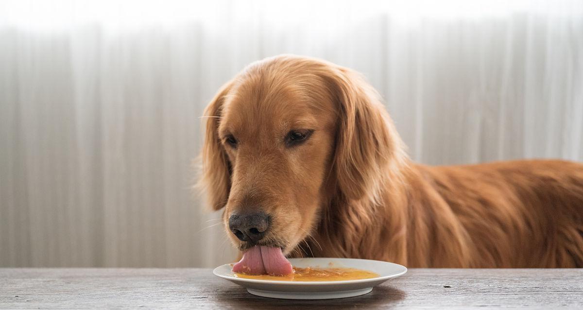 如何科学合理地为成年金毛喂食（探索金毛犬营养需求，制定健康饮食计划）