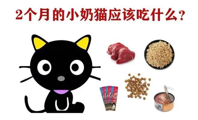 2个月大的猫应该吃什么？（2个月大的猫饮食指南及健康建议）