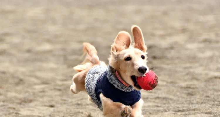 腊肠犬（发掘腊肠犬独特的猎犬本能）