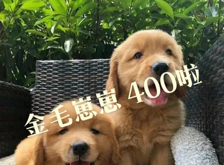 金毛幼犬的奶食搭配方法（为金毛宝宝选择合适的奶食）