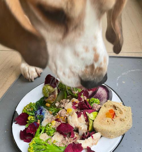 比格幼犬的零食选择（给你的比格幼犬选择适合的零食吧！）