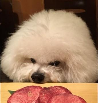 小比熊生病该吃哪些水果？（为你的宠物选择适合的水果饮食）