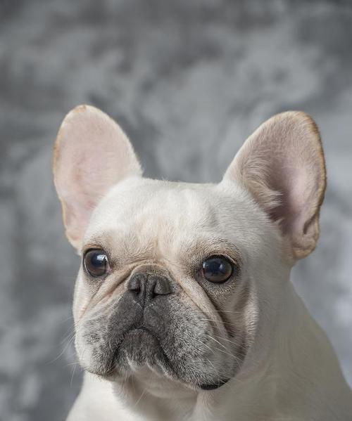 斗牛犬性格特点与培养方法（了解斗牛犬的性格特点，让它成为你忠诚的伙伴）