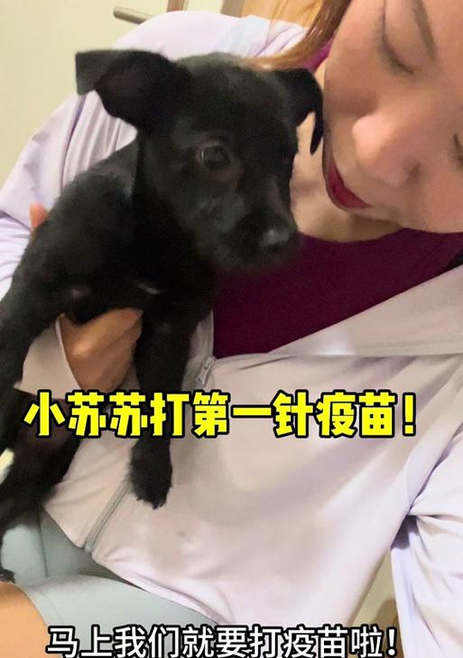 小狗打疫苗前的准备工作（宠物养护，为小狗打疫苗做好准备）