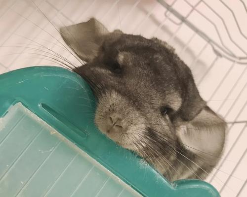 龙猫便秘（了解龙猫便秘的常见症状以及有效的预防和治疗方法）