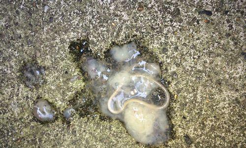 狗狗吃肠虫清的最佳时间（了解什么时候给狗狗吃肠虫清能更有效）