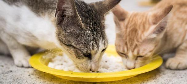 猫猫的饮食偏好揭秘！（探索猫猫喜欢吃的美食世界）