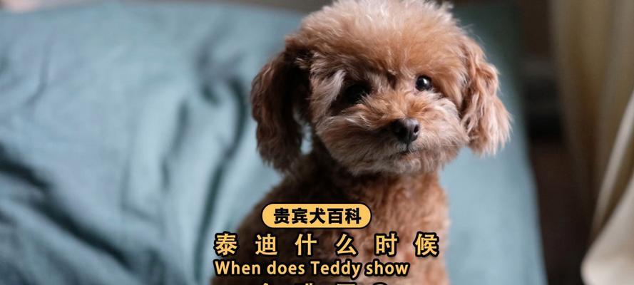 泰迪犬的怀孕时机与特征（探讨泰迪犬的怀孕周期及相关注意事项）