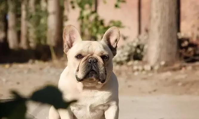 探寻法斗犬最美丽的颜色（揭秘让法斗犬更加迷人的颜色秘密）