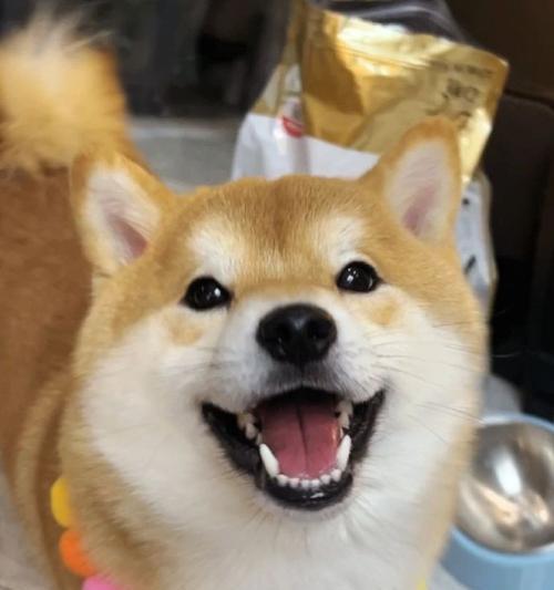 快乐使者——爱笑狗狗的秘密（揭开可爱狗狗的微笑密码）