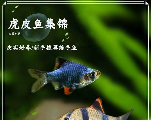 如何选择适合养作为观赏鱼的品种（鱼缸之美，观赏鱼的选择与养护）