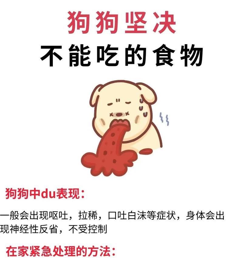 狗狗吐了，如何正确喂养？（预防措施和正确饮食习惯让你的狗狗不再吐）