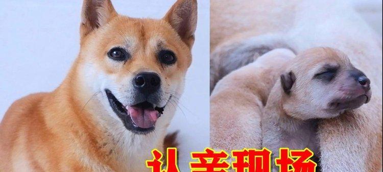 狗的行为如何预示地震？（狗的特殊感知能力和行为变化能否预测地震？）