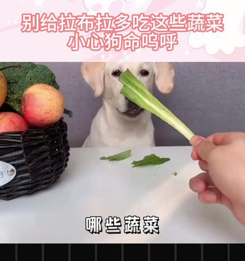 狗的健康饮食（探究狗狗饮食中蔬菜的作用与选择）