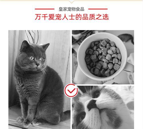 英国短毛猫的饮食要求（为您解答英国短毛猫所需的优质猫粮和饮食建议）