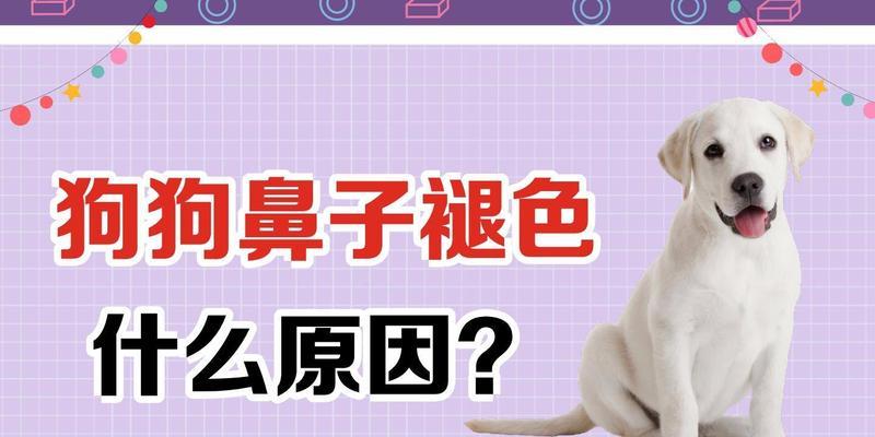 狗鼻子为何会变粉？（探究狗鼻子变粉的原因及其影响）