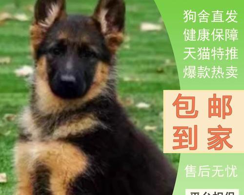 黑背幼犬的饮食搭配与护理（科学喂养黑背幼犬，健康成长）