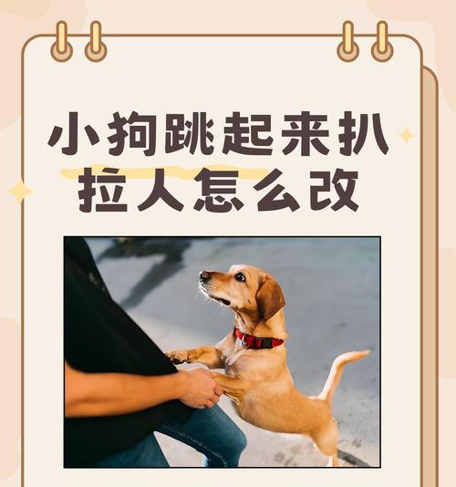 如何给受伤的小狗提供正确的药物治疗（小狗受伤后该如何选择合适的药物进行治疗？）