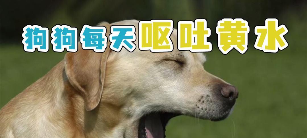狗发生呕吐腹泻时应该吃什么食物？（为您详细解析狗狗呕吐腹泻时的饮食选择）