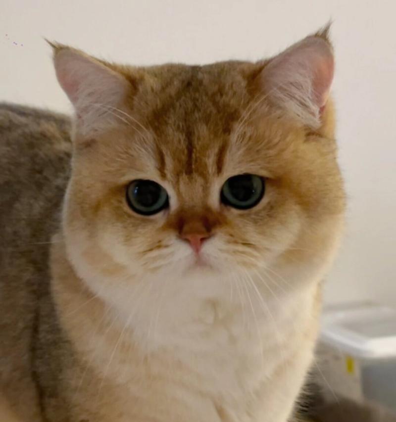 以什么猫养不大？（探究猫咪成长与品种的关系）