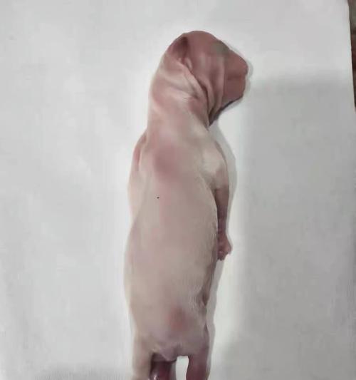 宠物狗的必打疫苗是什么？（宠物狗打疫苗的关键保护措施）