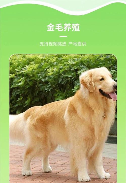 金毛幼犬的奶糕营养需求（为你的金毛宝宝选择合适的奶糕）