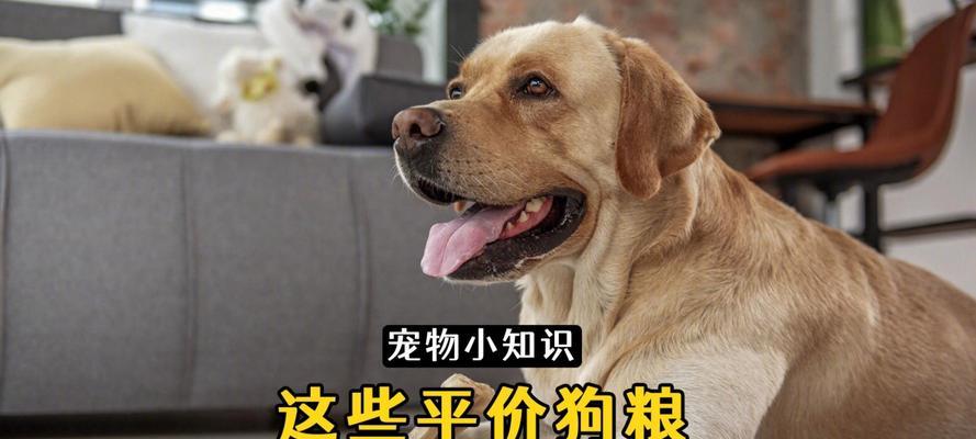 小狗何时开始吃狗粮？（探讨小狗何时适合转为主食狗粮的关键时期）