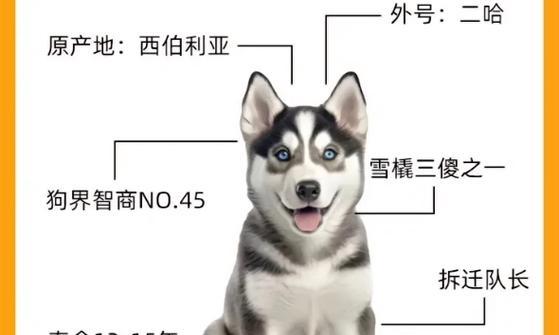 以哈士奇为主，什么狗可以作为它的最佳伴侣？（寻找哈士奇的完美搭档）