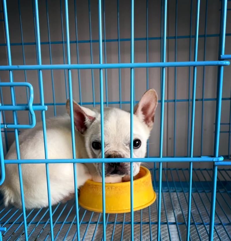 适合租房养狗的犬种及注意事项（选择适合租房的狗狗，让你的居住环境更加美好）