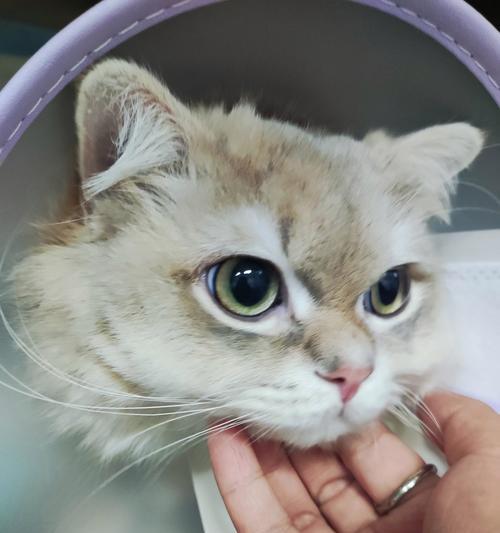 为什么猫绝育后会凶？（探究猫绝育后凶性的原因及解决方法）