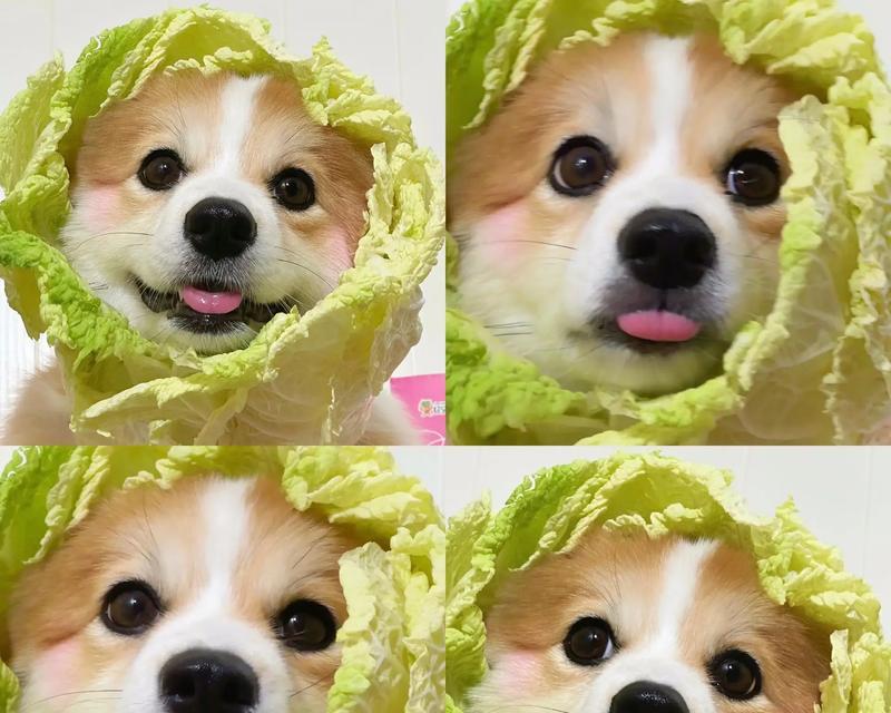 柯基幼犬如何快速立耳（提供适当的营养，让柯基宝宝耳朵立起来！）