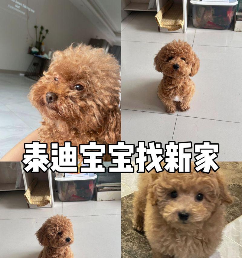 泰迪犬家养的主要疫苗及（为您的泰迪宝宝健康成长提供保障）