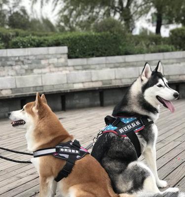 柴犬何时适合换成牵引为主（选择合适的牵引方式，关爱你的柴犬）