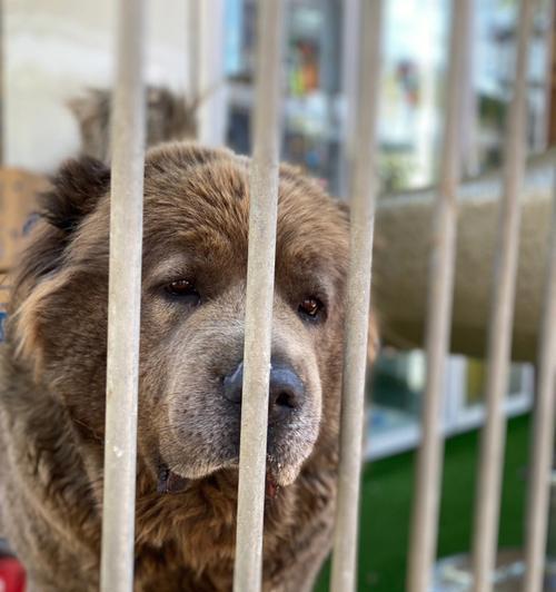高加索犬——守护之王（高加索犬的特征与魅力）