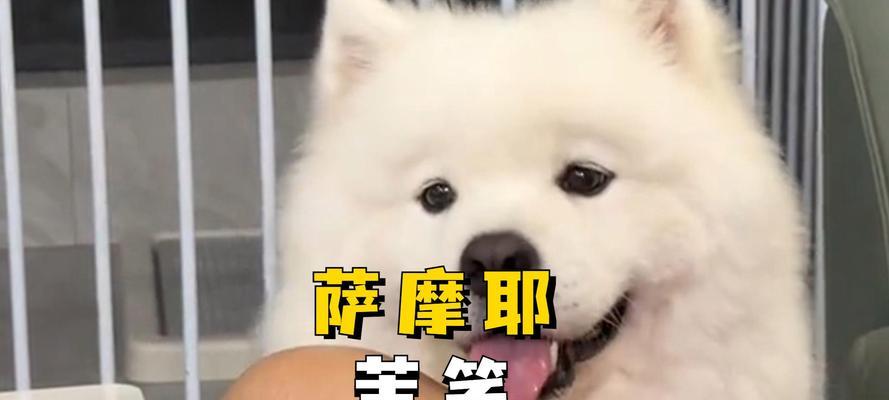萨摩犬感冒了吃点什么（为你的爱犬提供正确的饮食以应对感冒）