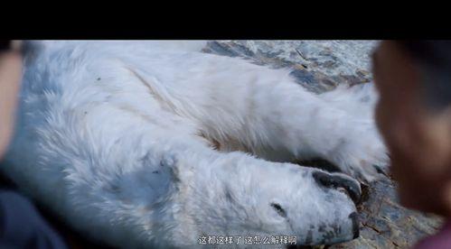 香波为主题的熊（探索熊在香波中的角色与原因）