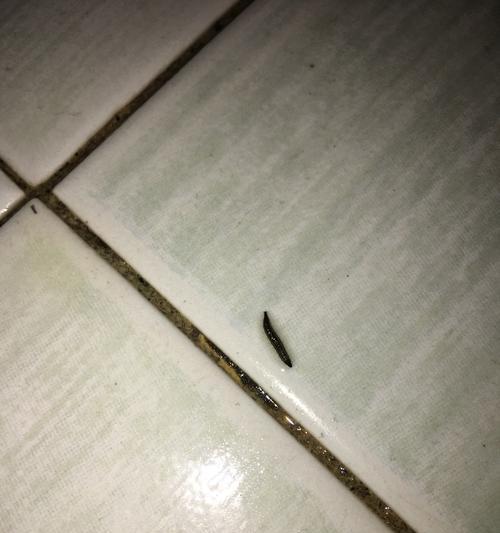 夏天为什么泰迪会长虫子？（了解泰迪夏季滋生虫子的原因及防治方法）