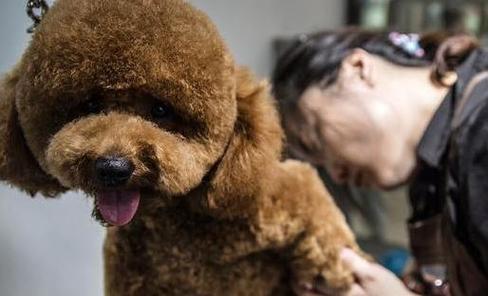 为什么以泰迪为主题写一个剪毛的文章（探索泰迪剪毛的必要性与技巧）