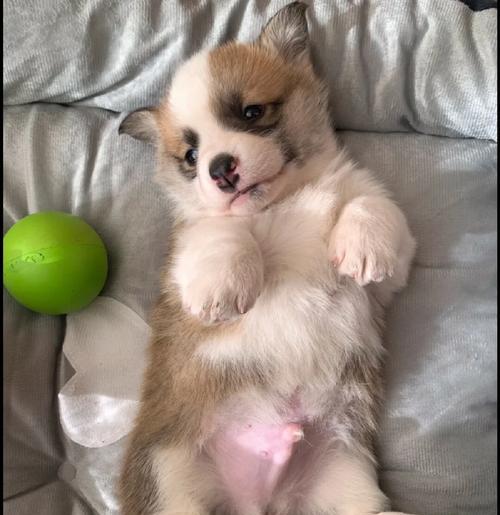 为什么狗狗脚会臭味熏天？（解密狗狗脚臭的原因及解决方法）