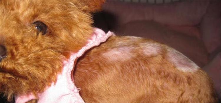 泰迪对什么过敏？（探究泰迪犬的常见过敏原及应对方法）