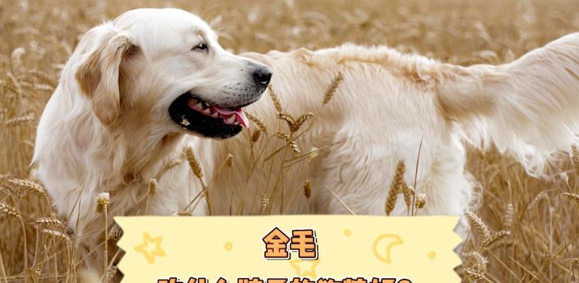 金毛6个月该吃什么辅食？（了解金毛宝宝的饮食需求，让它健康成长）